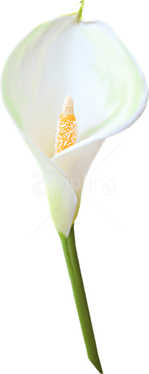 Free Png Download Transparent Calla Lily Flower Png (480x1206), Png Download