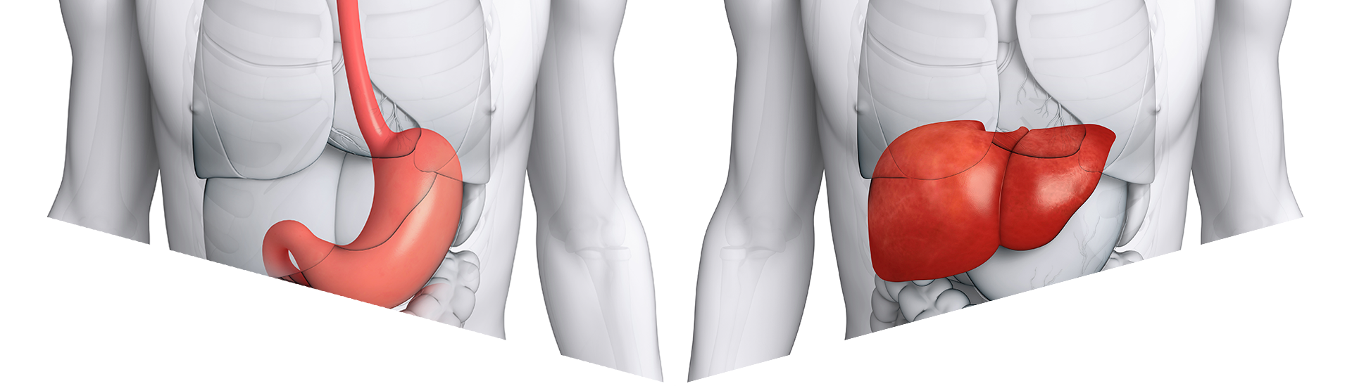 Liver Png (1920x549), Png Download