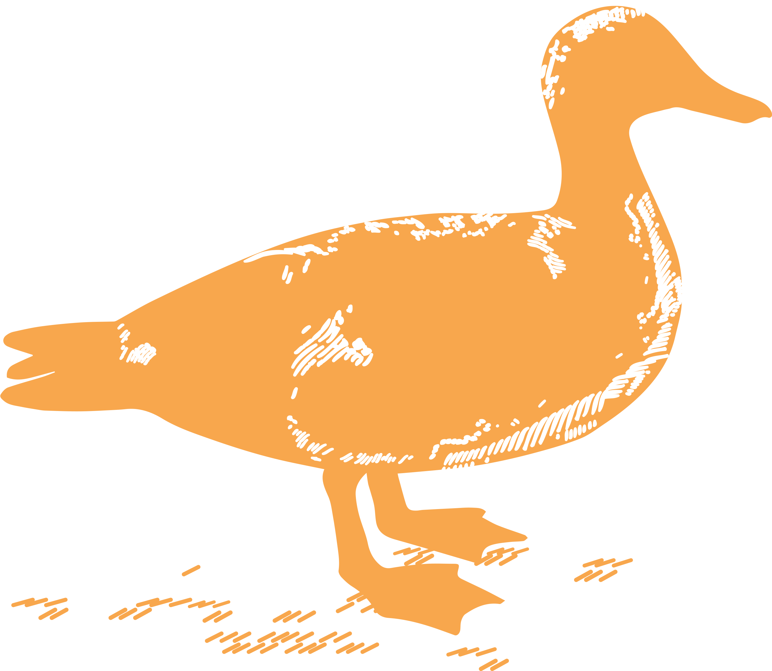 Jpeg - American Black Duck (3300x2550), Png Download