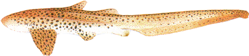Leopard Shark - Stegostoma Fasciatum (1024x819), Png Download