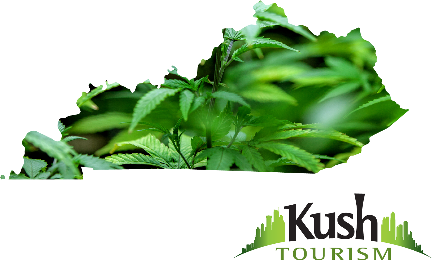 Kentucky Joint Travel Regulations Images Kentucky Marijuana - Maine Marijuana (1500x1125), Png Download
