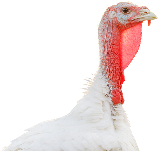 Turkey Farming - Wild Turkey (640x612), Png Download