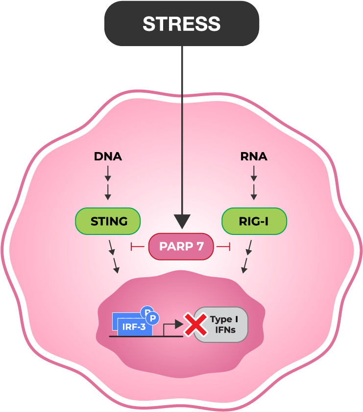 Ribon's - Diagram (1200x901), Png Download