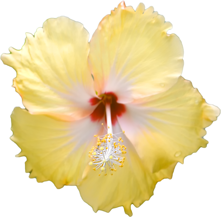 902 X 886 2 - Hawaiian Hibiscus (902x886), Png Download