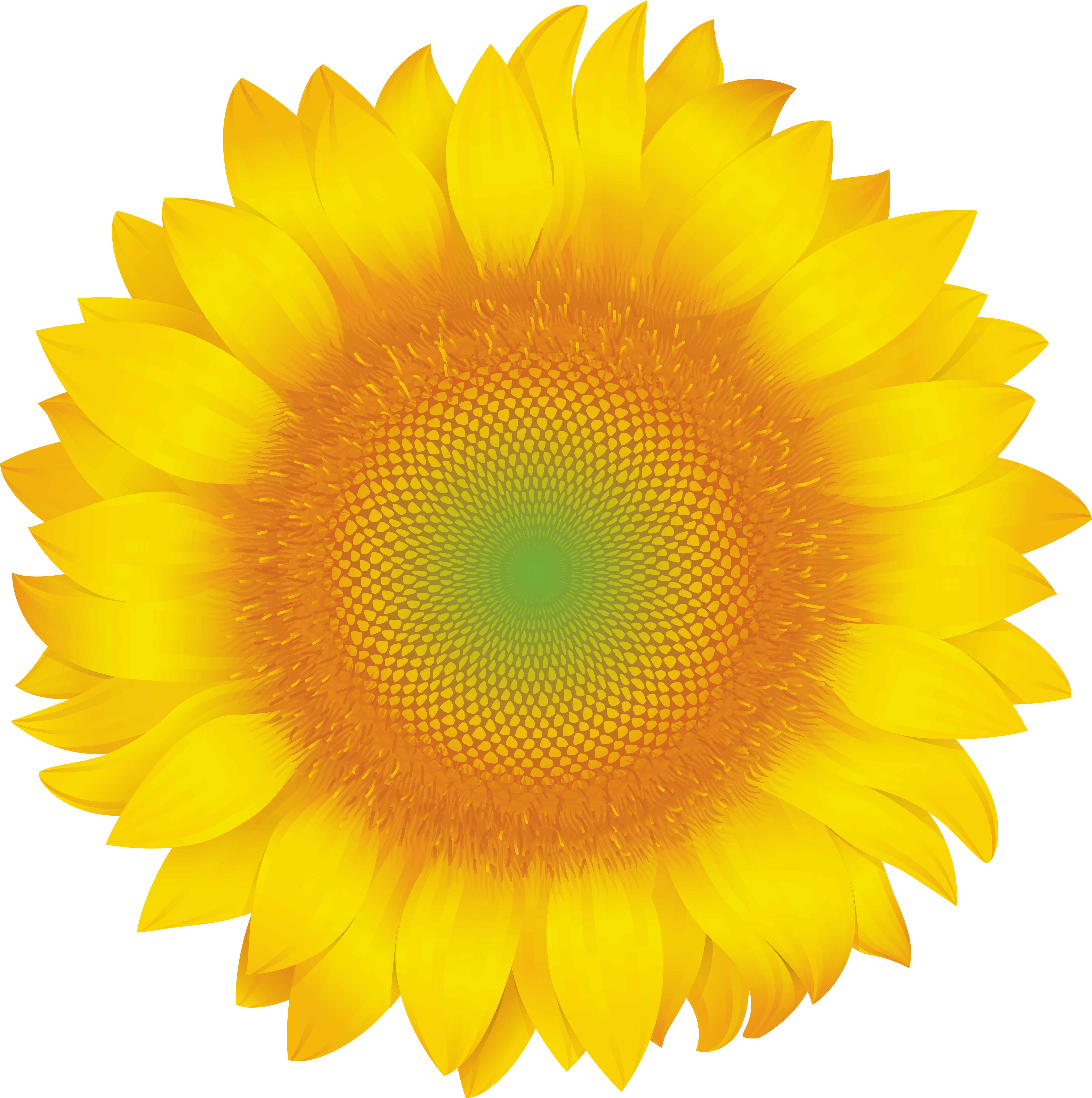 Sunflower Clip Art Png Image - Yellow Daisy Flower Transparent (5969x6000), Png Download