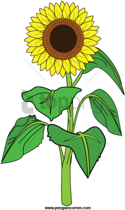 Free Png Sunflower Clipart Png Png Image With Transparent - Clip Art Of Sunflower (480x695), Png Download
