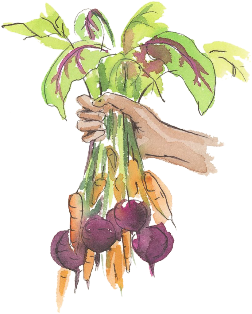 Holding-veggies - Illustration (984x1210), Png Download