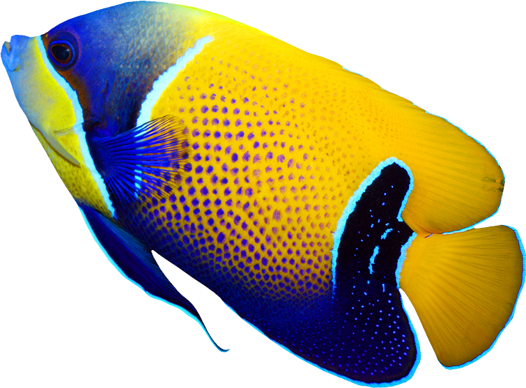Pomacanthus Navarchus Emperor Angelfish Tropical Coral - Peces De Colores De Mar (755x557), Png Download