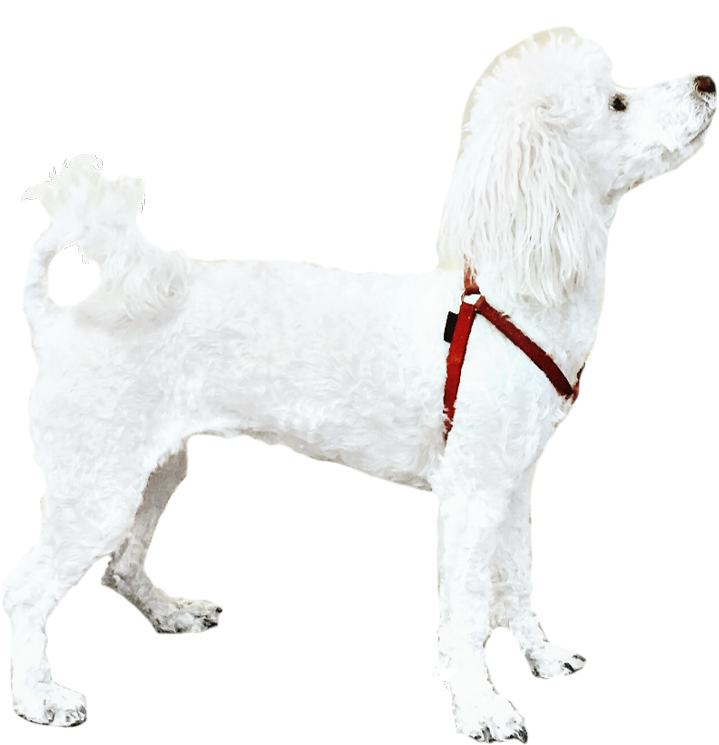 Poodle Dog White Petsandanimals Cute - Companion Dog (1024x965), Png Download