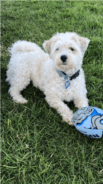 Photo Of Alfie ~ Poodle X - Companion Dog (638x638), Png Download