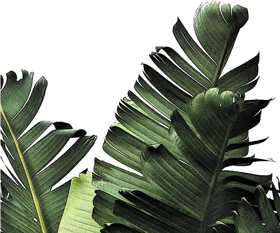 Tropical Leaves Wallpaper Iphone (564x705), Png Download