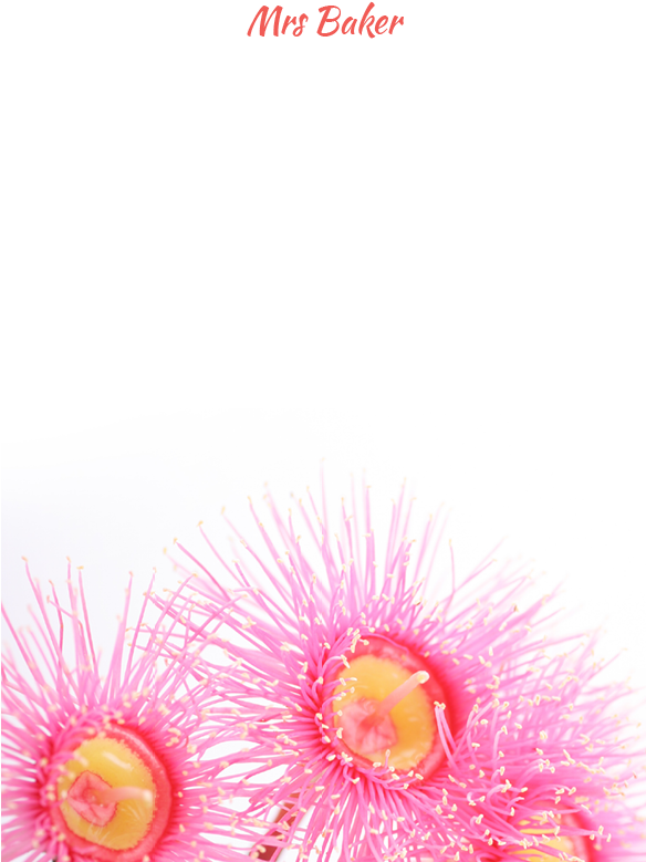 Pink Eucalyptus - Blossom (583x827), Png Download