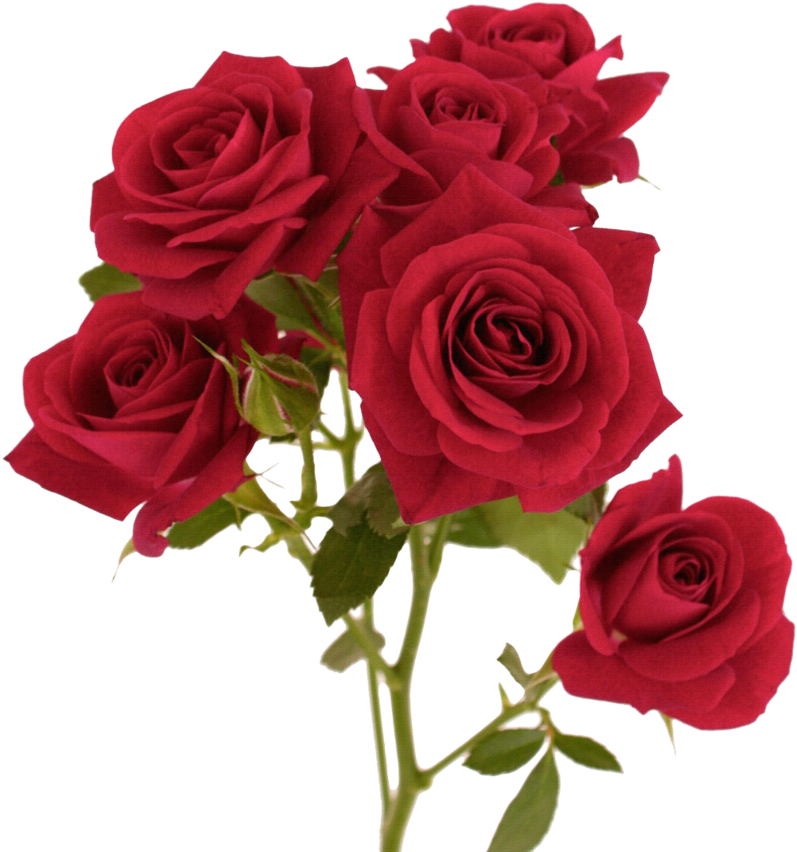 Rose Png, Download Png Image With Transparent Background, - Rose Red Flower Colour (800x860), Png Download