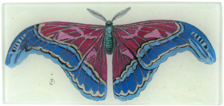 Butterfly (800x800), Png Download