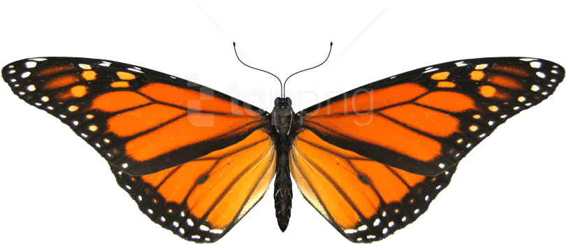 Free Png Download Butterfly Small Wings Png Images - Monarch Butterfly Transparent Background (850x638), Png Download