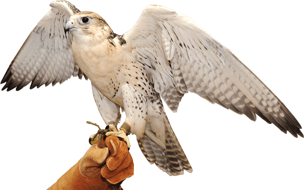 Falcon Service - Falcon Abu Dhabi (980x700), Png Download