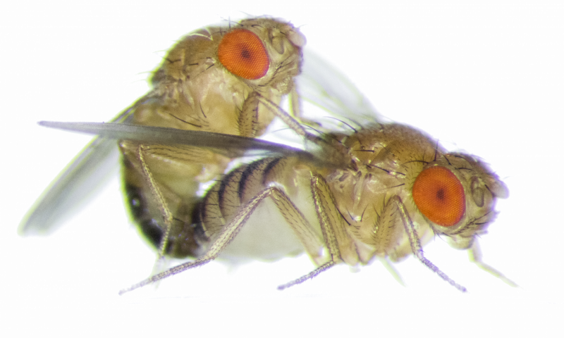 Frisky Female Fruit Flies Become More Aggressive Towards - Fruit Fly (800x480), Png Download