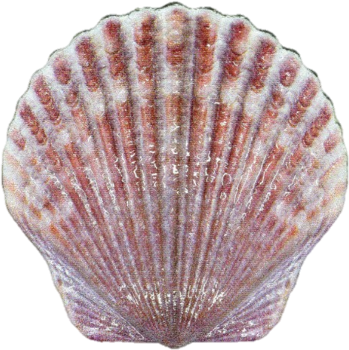 2019 10 Gram Fiji Castaway Collection Seashell 999 - Sea Shell (837x788), Png Download