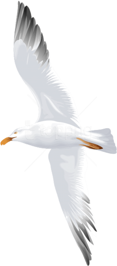 Free Png Download Seagull Flying Png Images Background - Water Bird (480x1075), Png Download