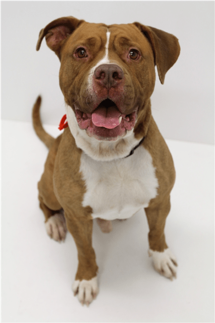 Photo Of Kutchi - Old English Terrier (638x638), Png Download