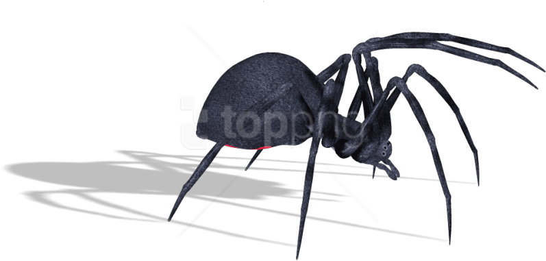 Download Spider Clipart Png Photo - Blister Beetles (850x440), Png Download