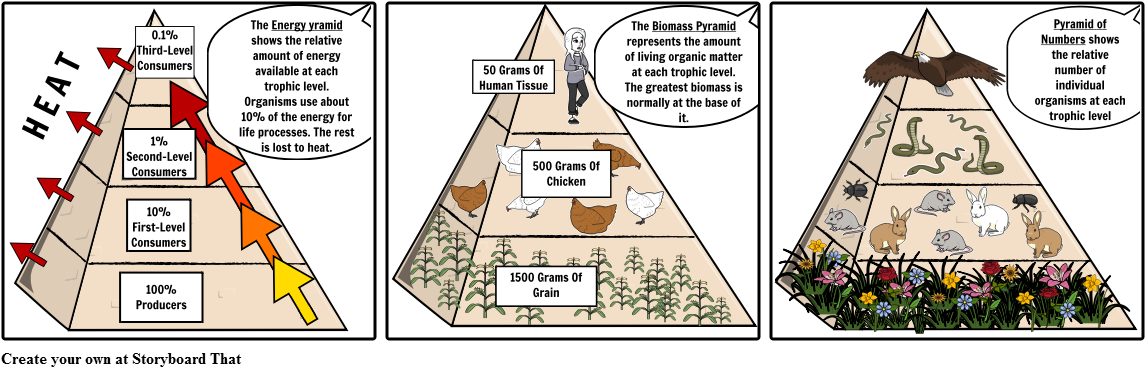 Ecological Pyramids - Energy Pyramid With Chicken (1164x385), Png Download