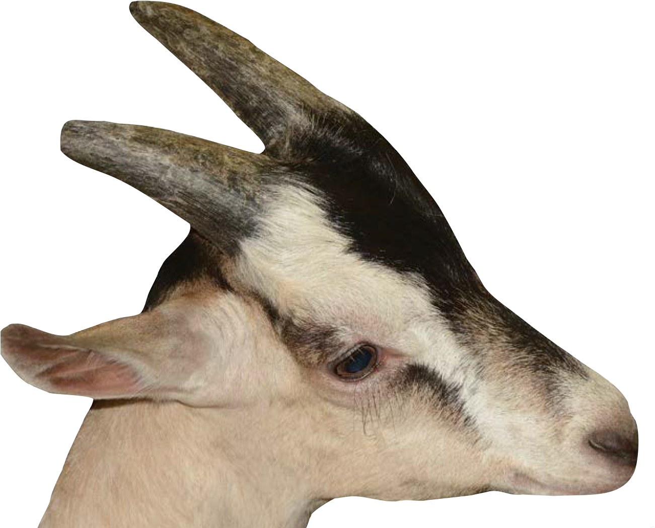 Buck K - Deer (1300x1096), Png Download