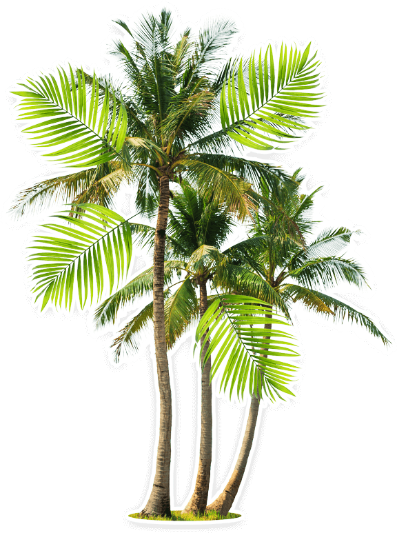 Beach - Attalea Speciosa Babassu Palm (584x776), Png Download