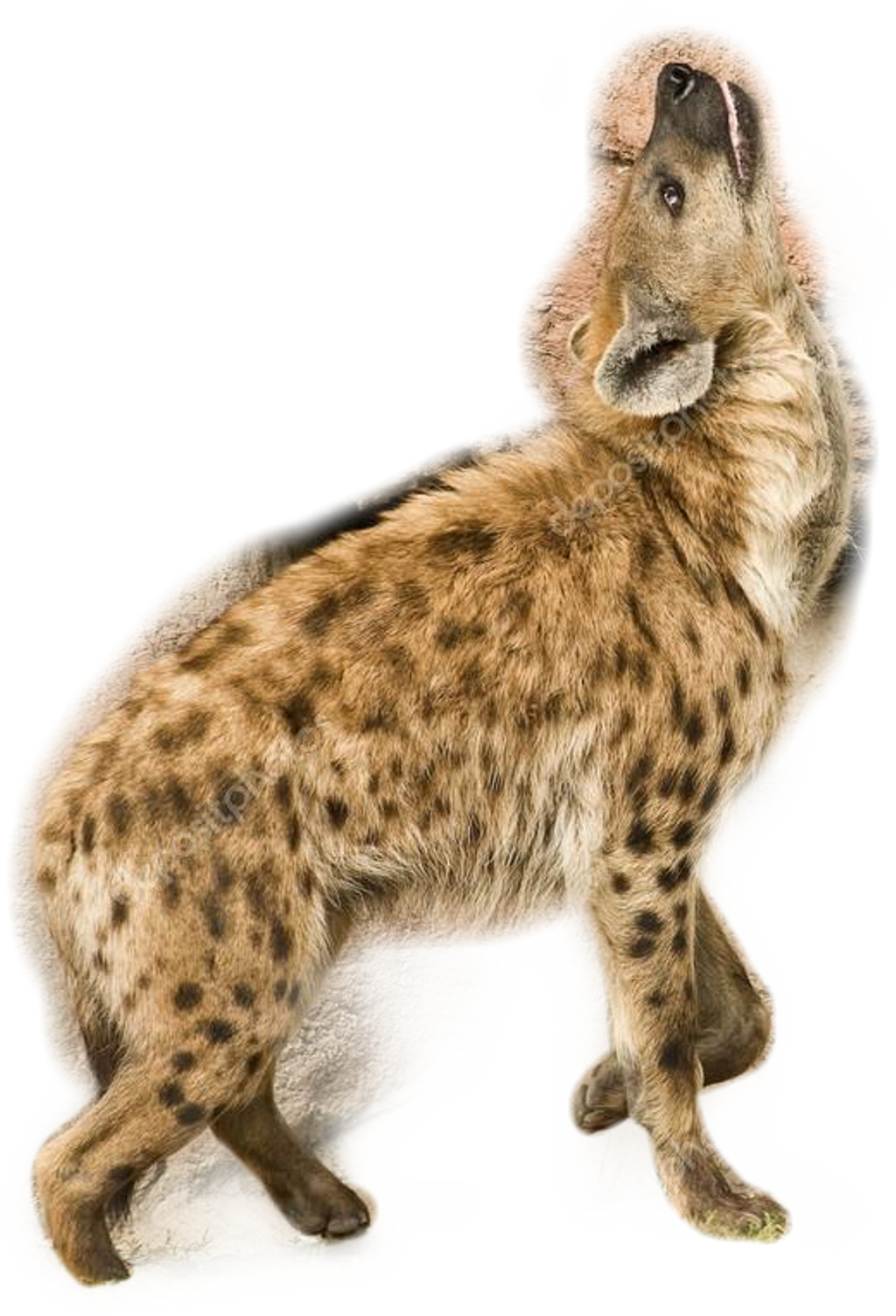 Hyena Sticker - Spotted Hyena (1024x1503), Png Download