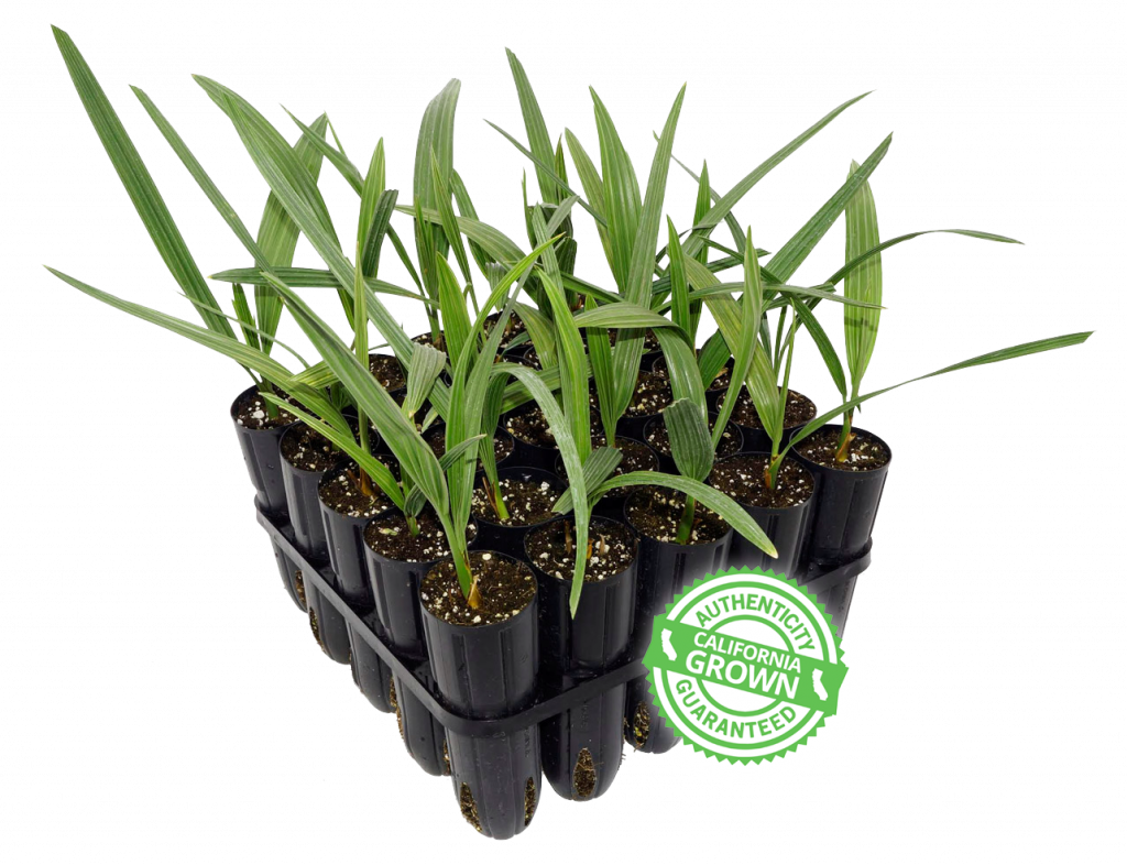 Houseplant (1024x786), Png Download