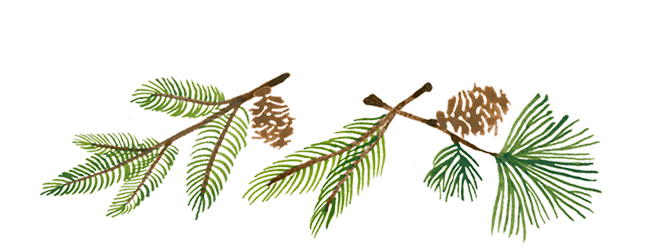 Delicate Firs - Pond Pine (1200x260), Png Download