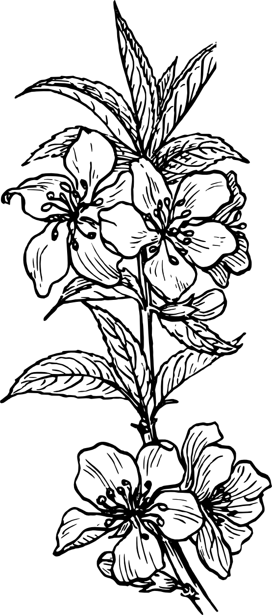 Black And White Plant Images Images Pictures - Plant Line Art (555x1253), Png Download