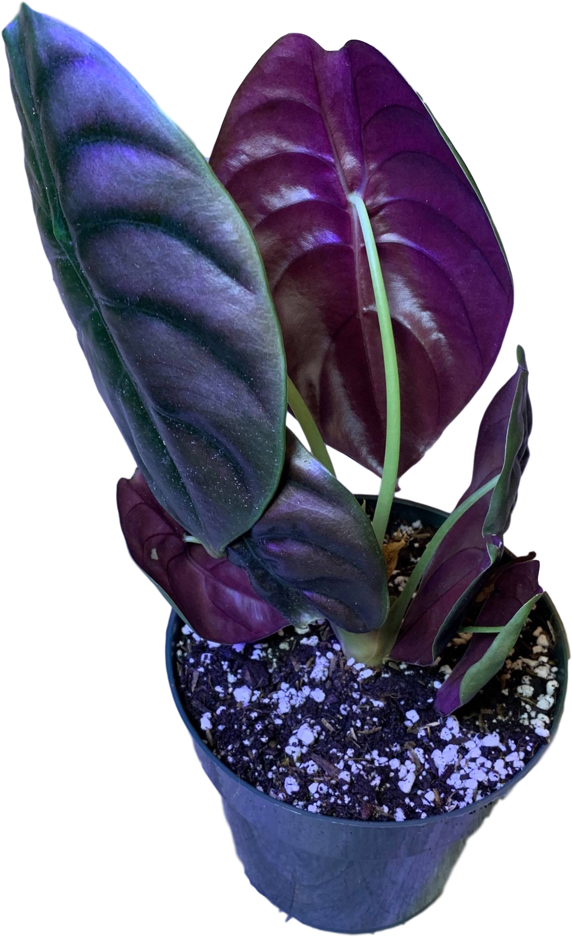 Prev - African Violets (2048x2048), Png Download