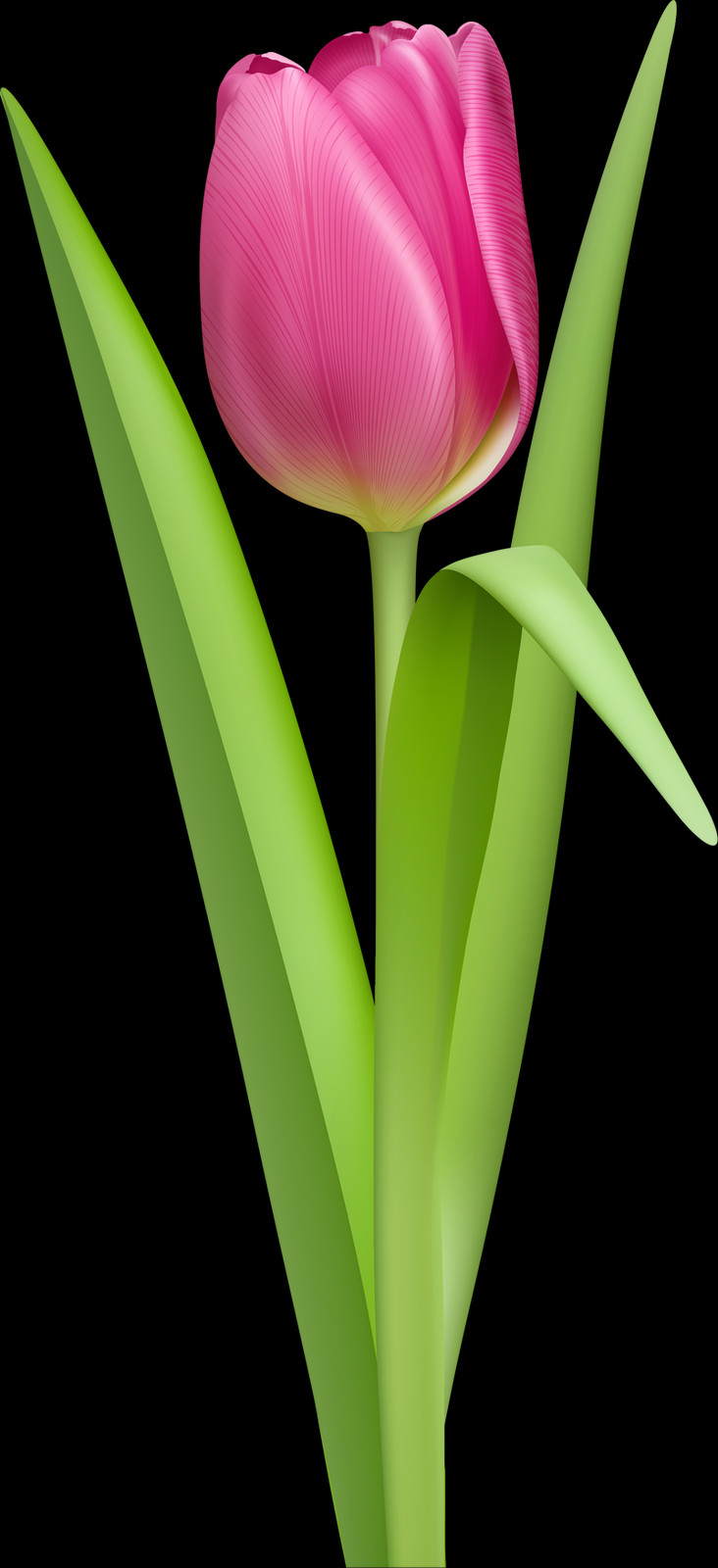 Tulip, Free Pngs - Sprenger's Tulip (732x1600), Png Download