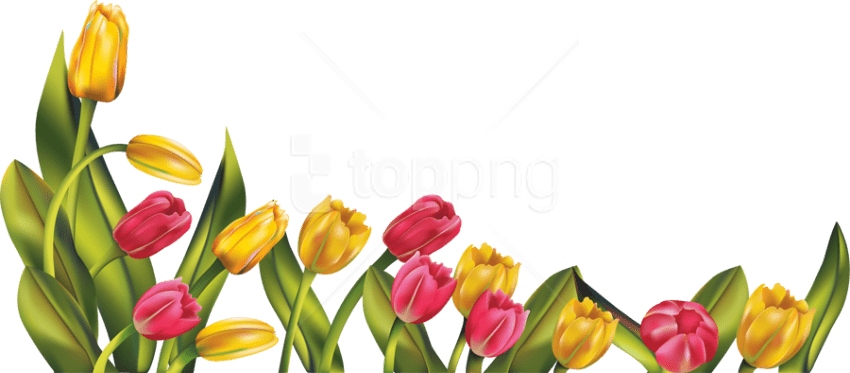 Free Png Download Tulip Png Images Background Png Images - Tulip Png (850x373), Png Download
