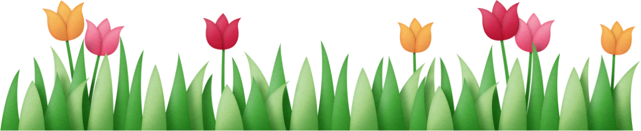 Sprenger's Tulip (1270x260), Png Download