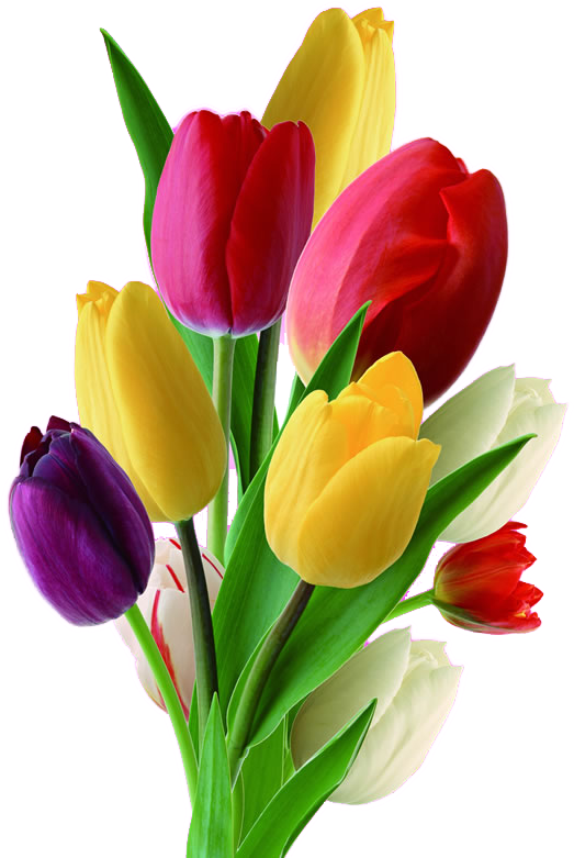 Netherlands Flower Nosegay Multicolor Transprent Png - Multicolor Tulips (650x867), Png Download