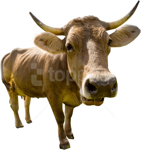 Free Png Download Male Cow Standing Png Images Background - Homme Qui A De Sida (850x567), Png Download