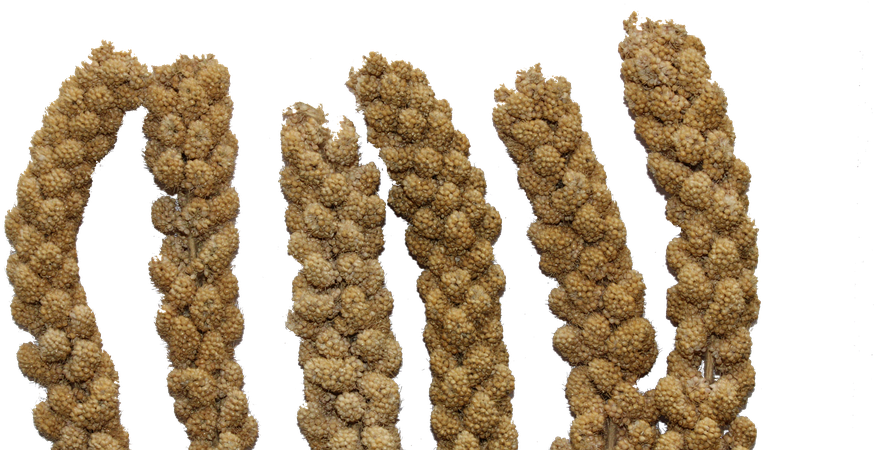 Millet, Spray, Bird Seed, Png, Natural, Cereal - Millet Spray Png (960x462), Png Download