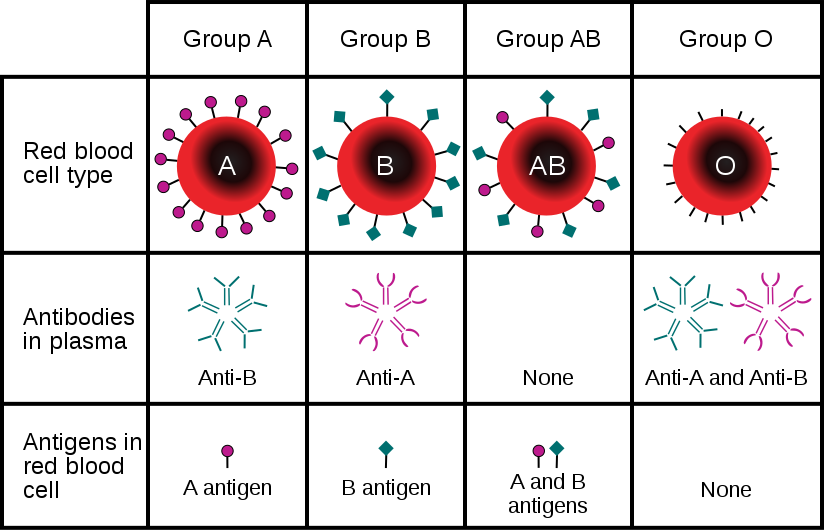 Http - //upload - Wikimedia - Blood Type - Svg/824px-abo - Different Blood Types (824x530), Png Download
