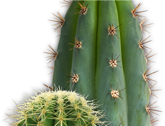 Cactus Clipart San Pedro - Cactus (640x480), Png Download