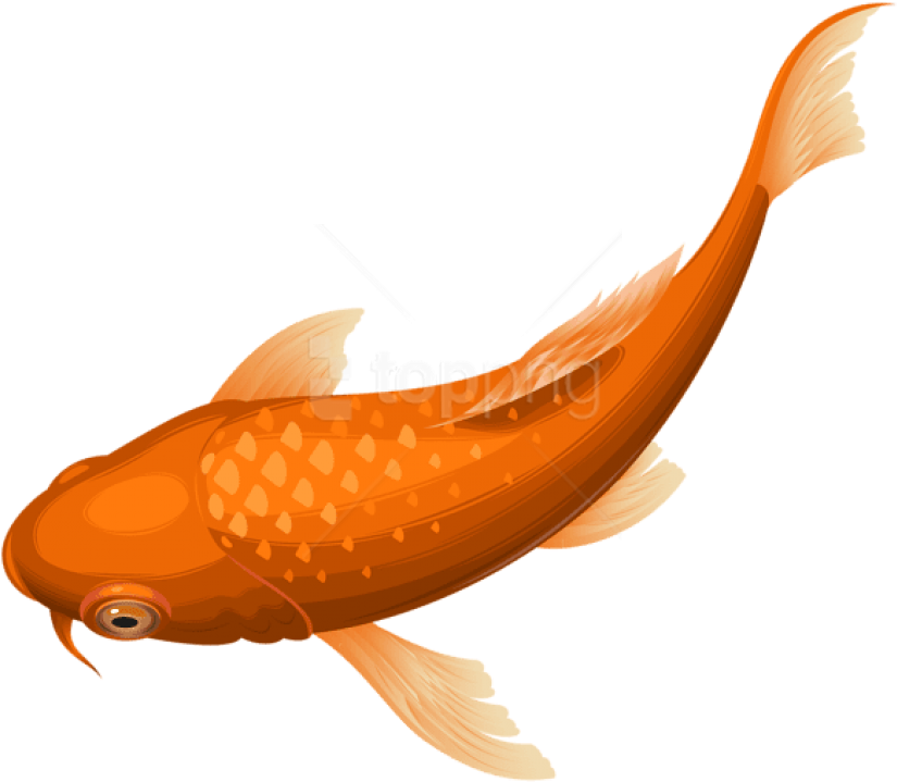 Free Png Download Orange Koi Fish Transparent Clipart - Transparent Background Fish Png (850x746), Png Download