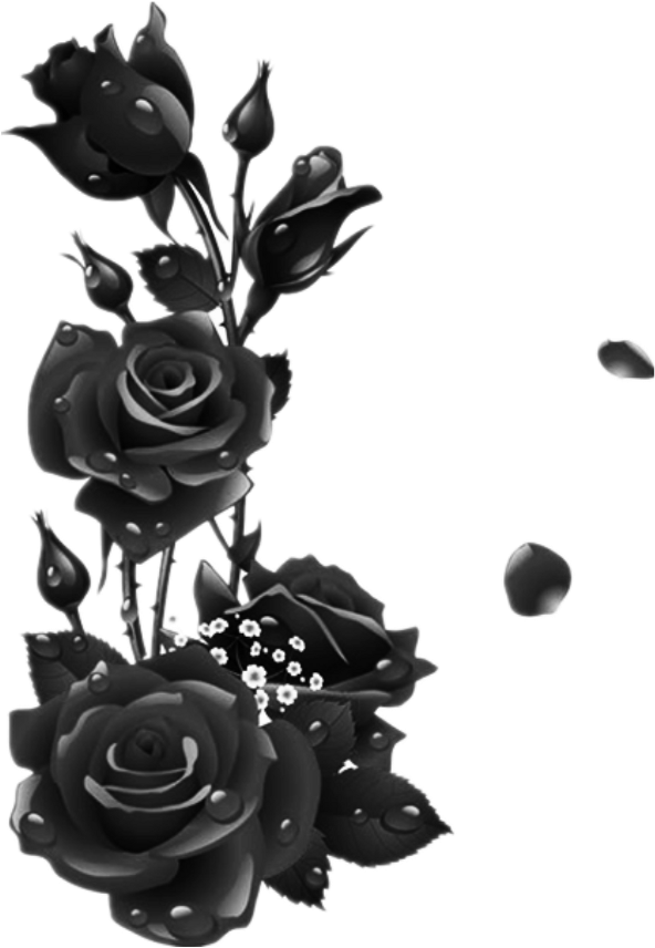 #roses #black #rose #leaves #garden #drops - Flower Frame Png Free Download (1024x1024), Png Download
