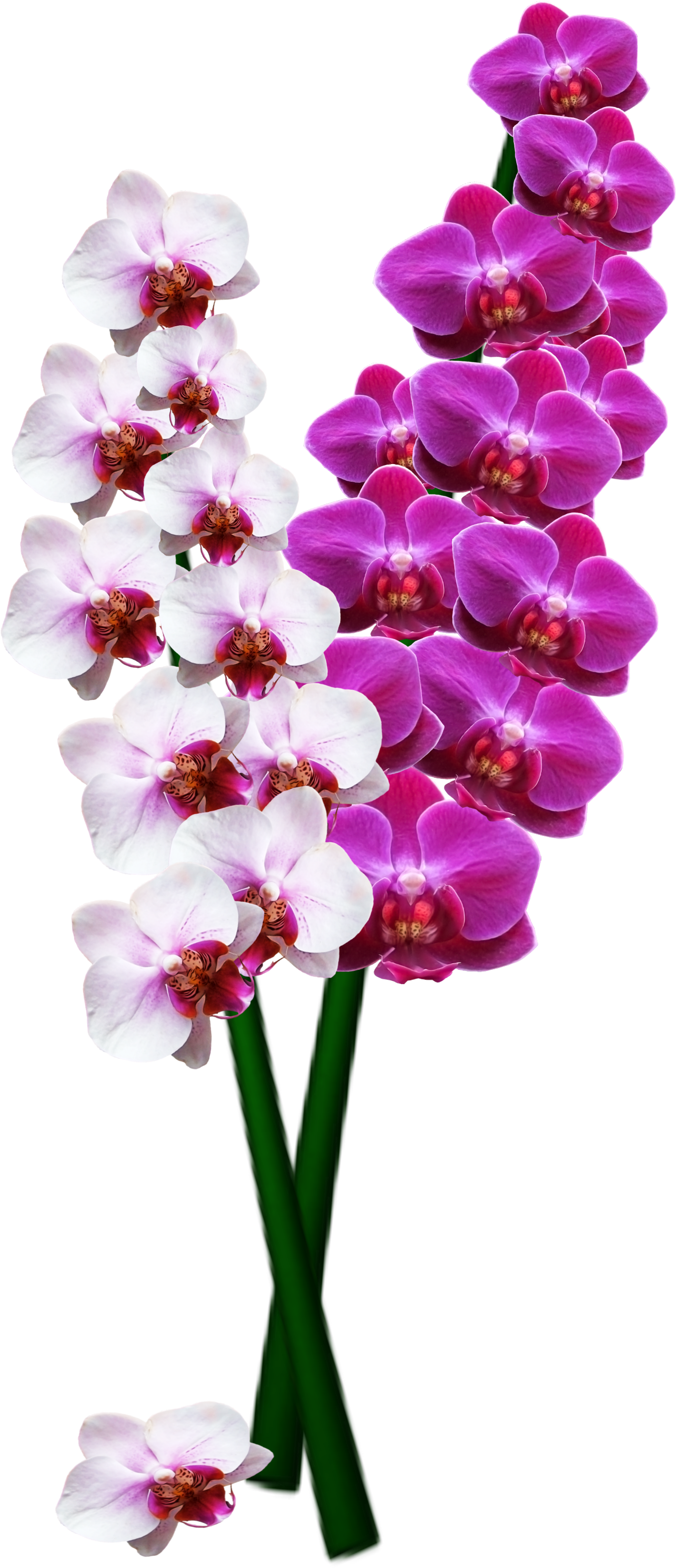 Orchid (2108x3500), Png Download