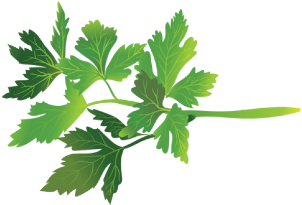 Parsley Clipart Transparent - Parsley (640x480), Png Download