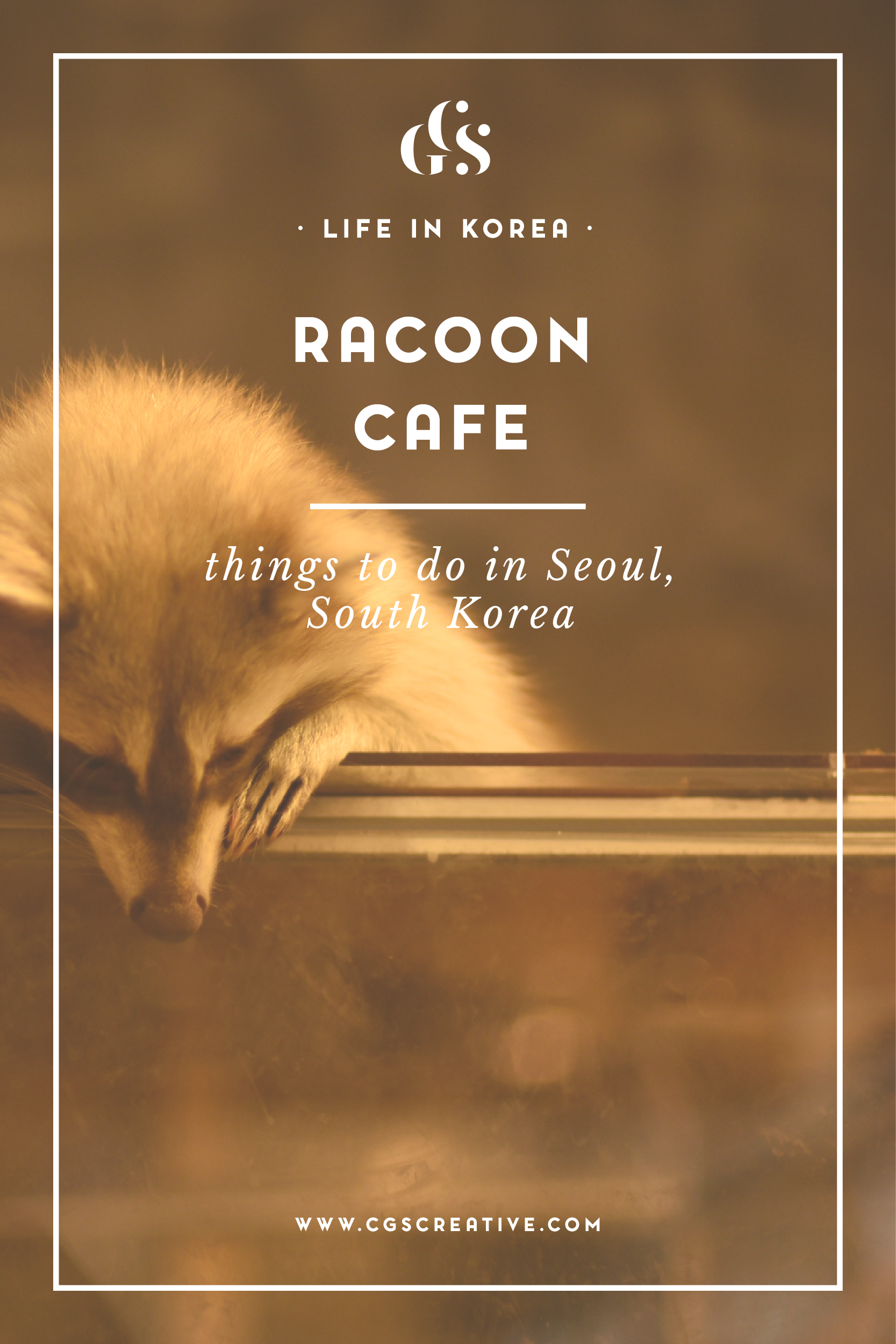 Racoon Cafe In Seoul, South Korea (1667x2500), Png Download