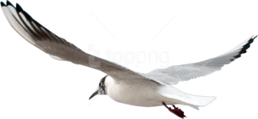 Free Png Download Gull Png Images Background Png Images - Seagull Psd (850x391), Png Download