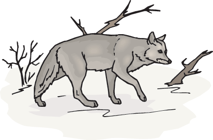 Snow Wolf - Wolf (436x287), Png Download
