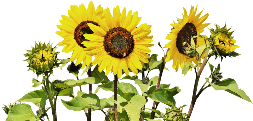 Sunflower Bunch - Common Sunflower (960x466), Png Download