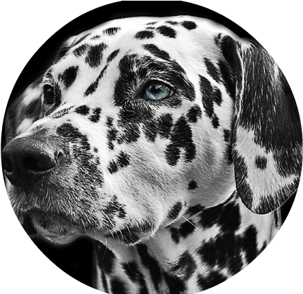 Dalmatians Dog Animal Head - Animal Portraits Black And White (640x426), Png Download